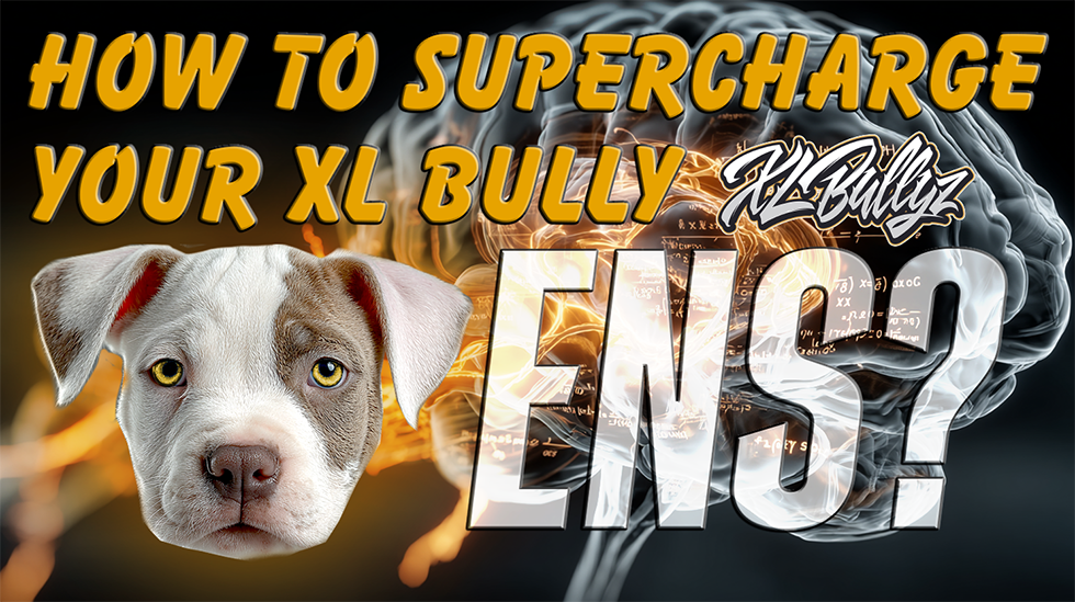 XL Bully Puppies For Sale