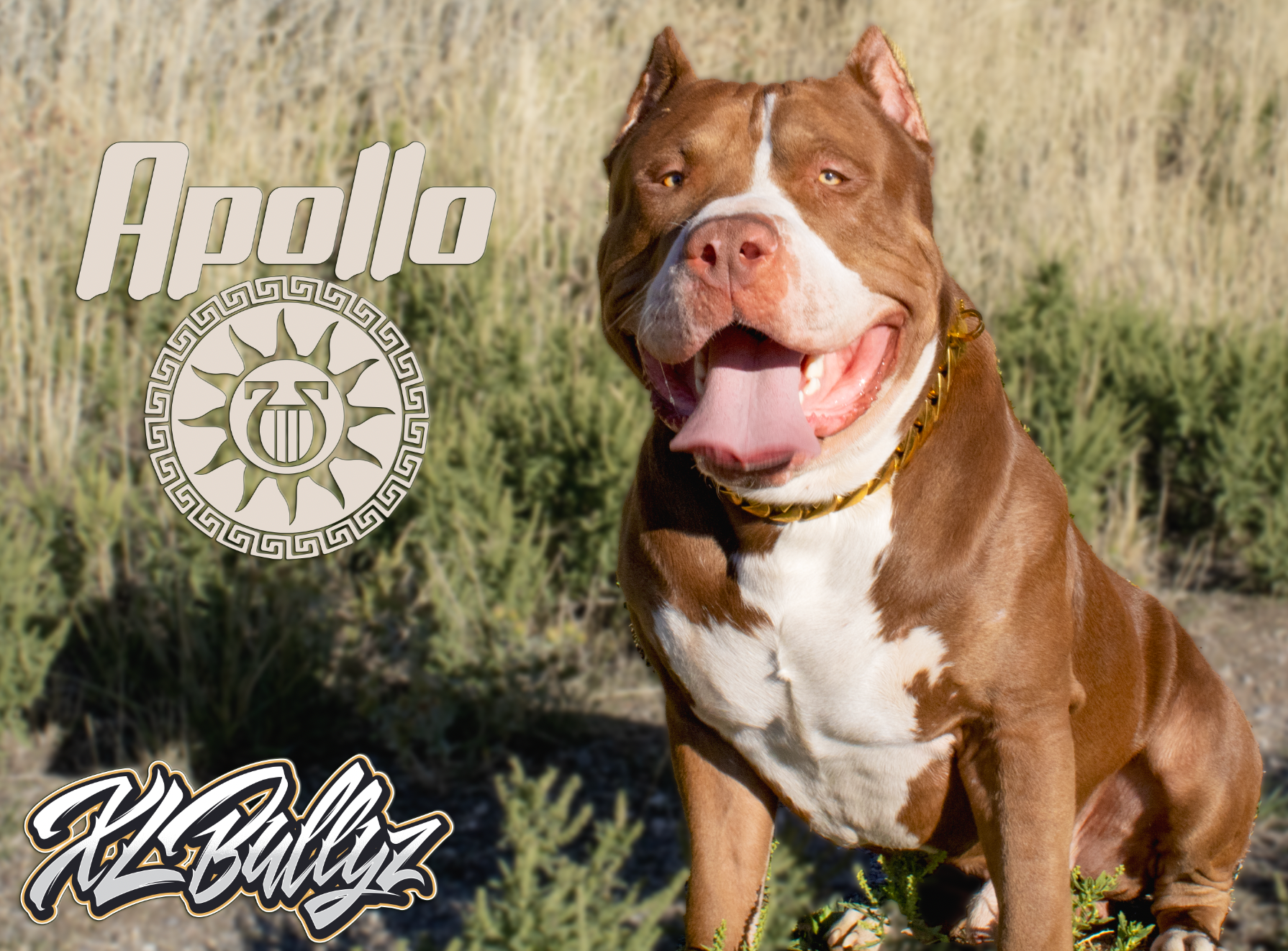 XL Bully Puppies for Sale