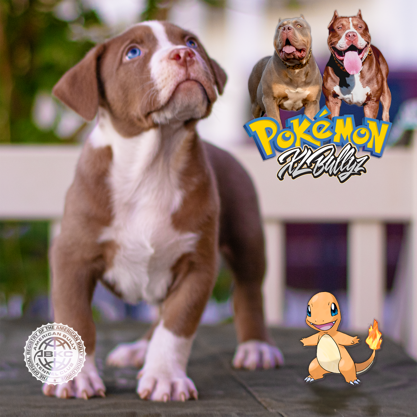 XL Bully puppy Charmander — chocolate tricolor male with mask markings, son of Xena and Monster Bully Kennel Apollo