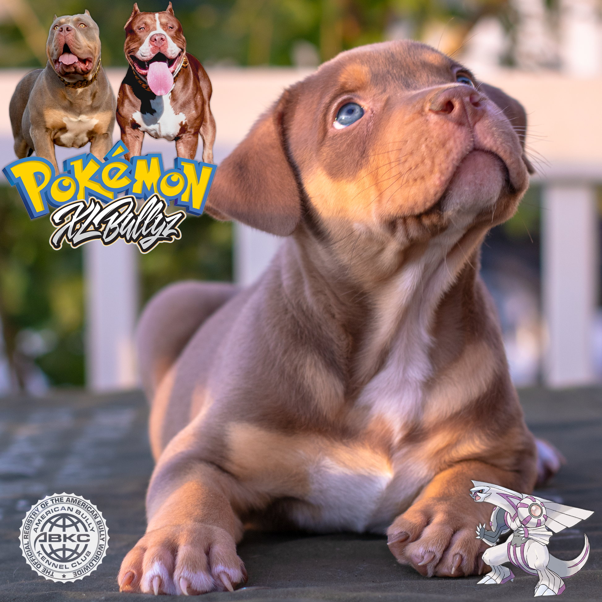 XL Bully puppy Palkia — chocolate tricolor female with bold markings, daughter of Xena and Monster Bully Kennel Apollo