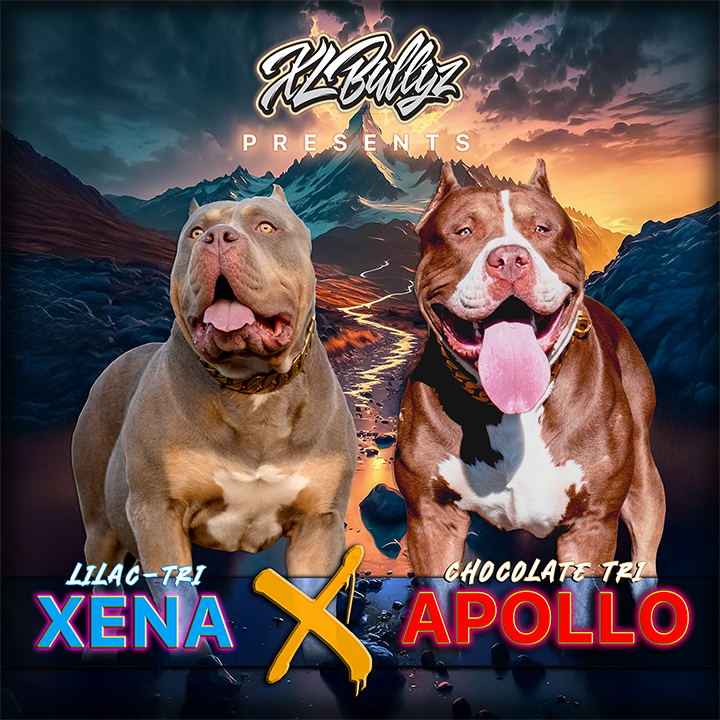 XL BULLY, XL PIT BULL, XL BULLY PUPPY, XL PITBULL PUPPIES