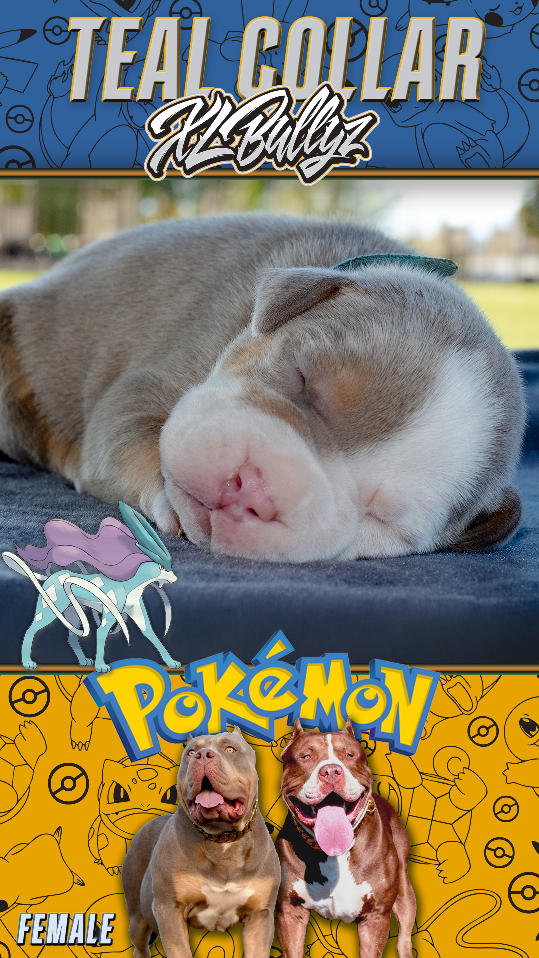 XL Bully puppy Suicune — lilac tricolor female with rare coat, daughter of Xena and Monster Bully Kennel Apollo