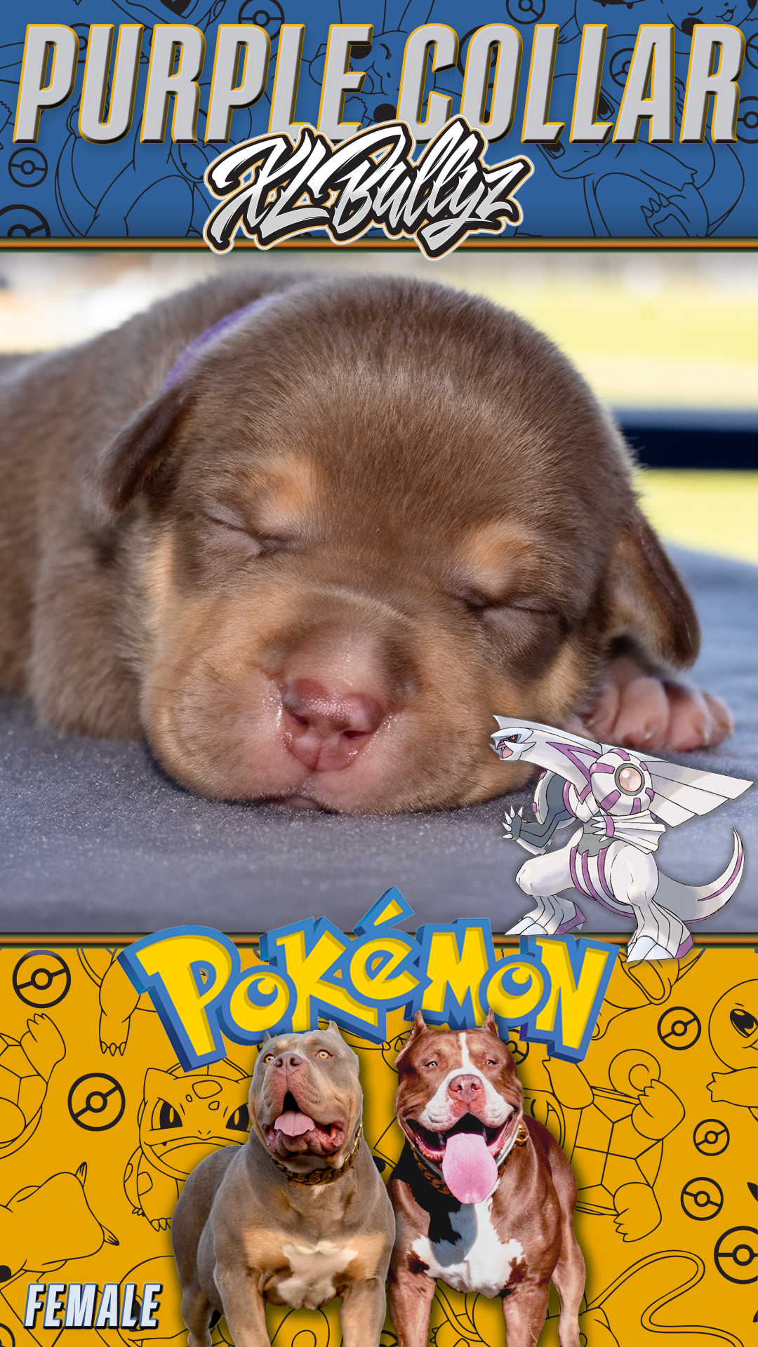 XL Bully puppy Palkia — chocolate tricolor female with bold markings, daughter of Xena and Monster Bully Kennel Apollo