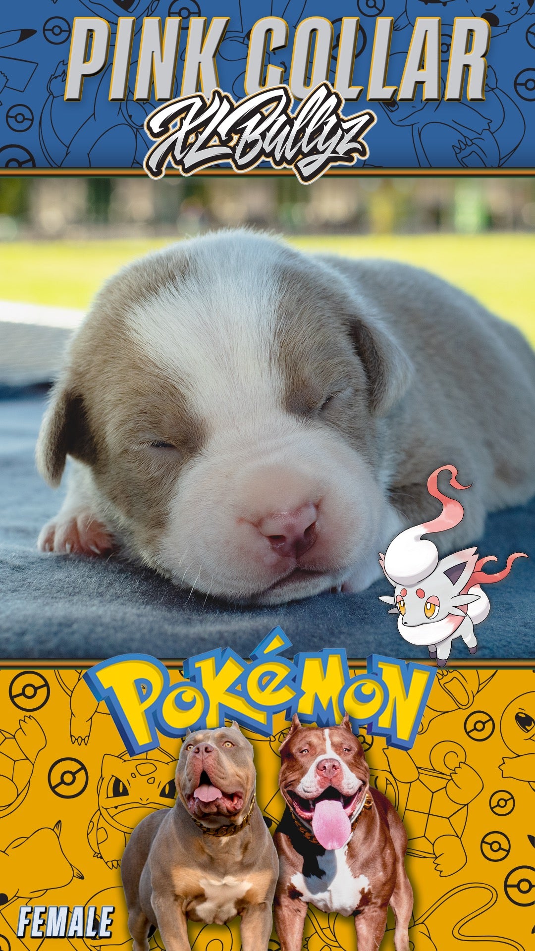 XL Bully puppy Zora — masked lilac tricolor female with rare markings, daughter of Xena and Monster Bully Kennel Apollo