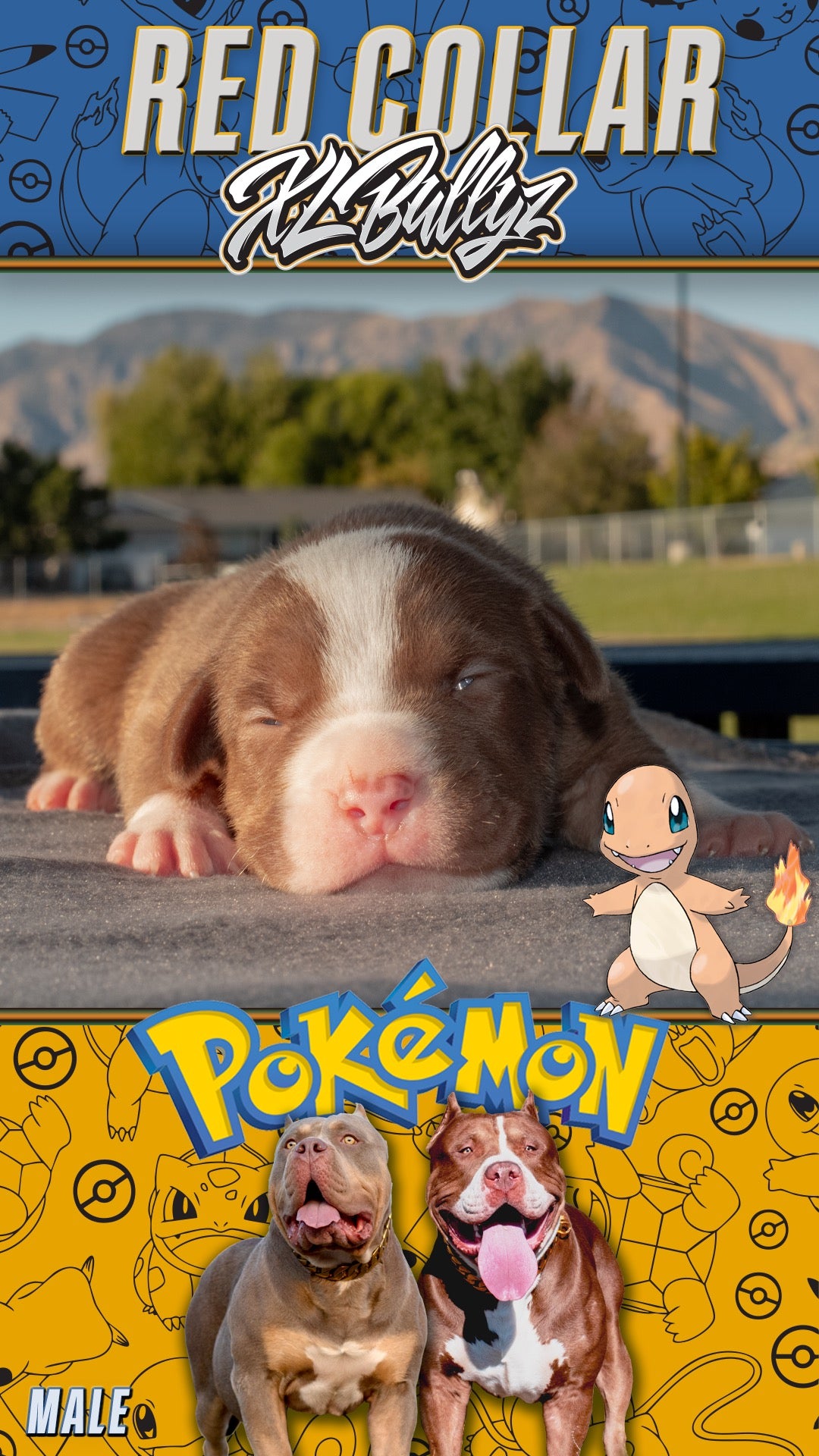 XL Bully puppy Charmander — chocolate tricolor male with mask markings, son of Xena and Monster Bully Kennel Apollo
