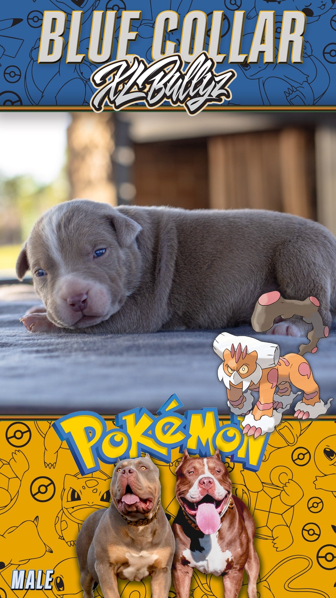 XL Bully puppy Landorus — masked lilac tricolor male, rare coat with strong frame, son of Xena and Monster Bully Kennel Apollo