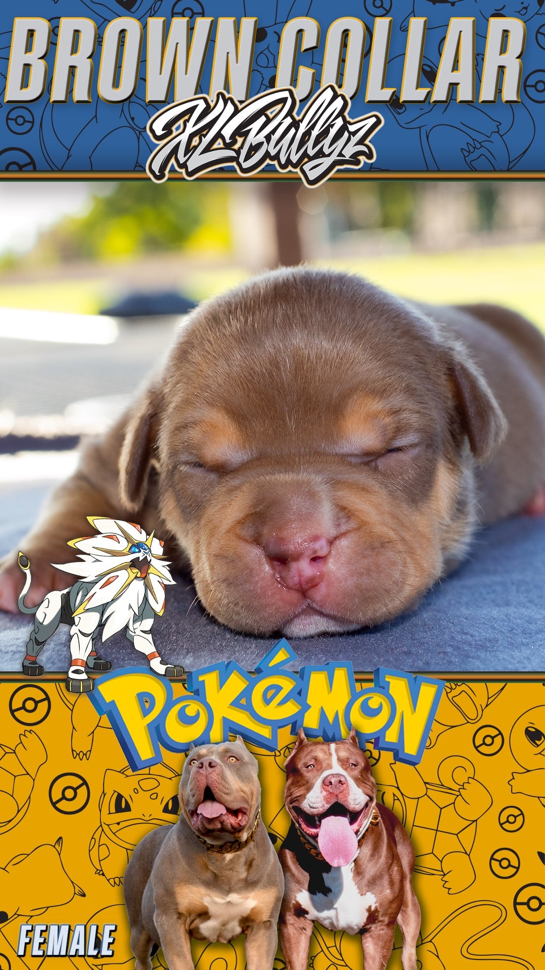 XL Bully puppy Solgado — 2nd pick female, chocolate tricolor coat with white streak above nose, daughter of Xena and Monster Bully Kennel Apollo