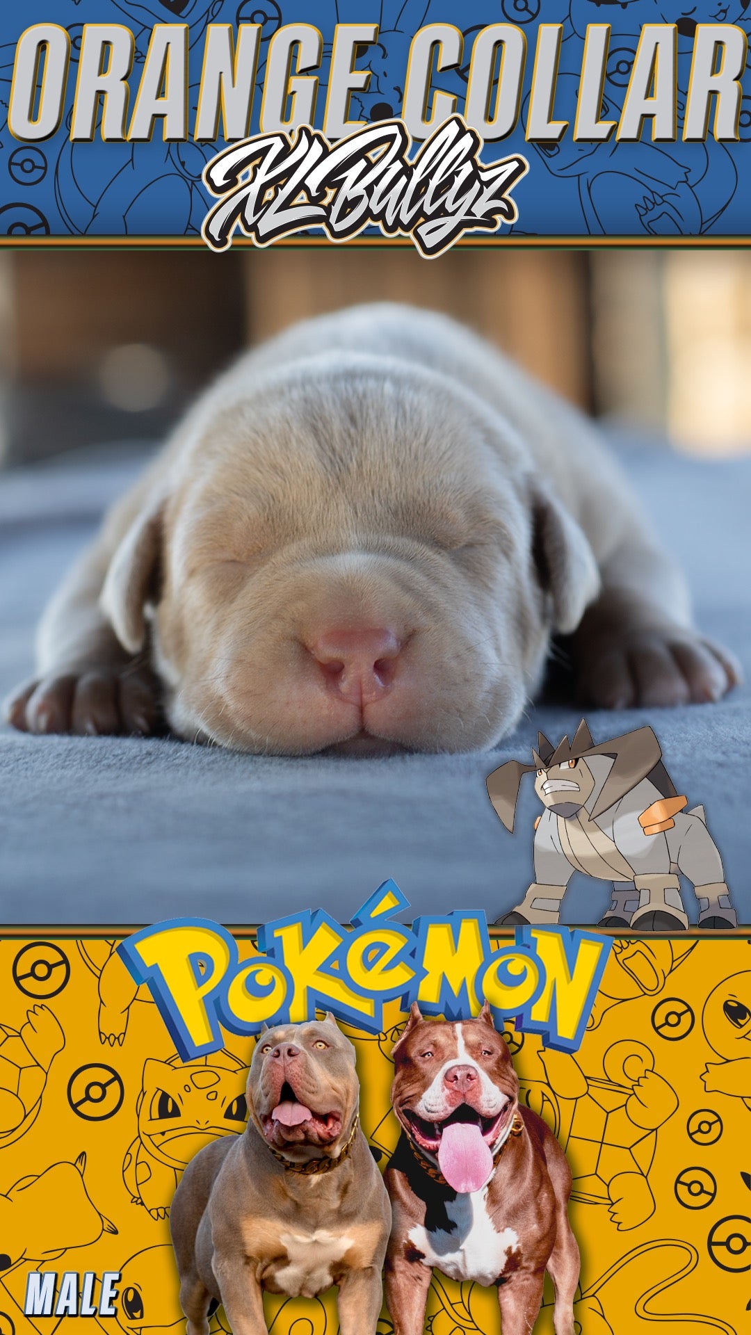 XL Bully puppy Terrakion — top pick male with wide chest and strong bone, Merle/Tri coloring, son of Xena and Monster Bully Kennel Apollo