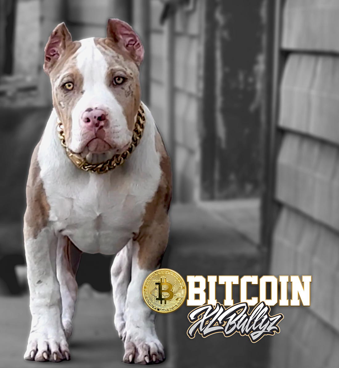 Unleashing Excellence: Why XL Bullyz Stands Above the Rest in American Bully Dog Breeding