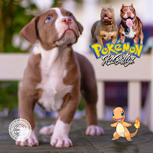 XL Bully puppy Charmander — chocolate tricolor male with mask markings, son of Xena and Monster Bully Kennel Apollo