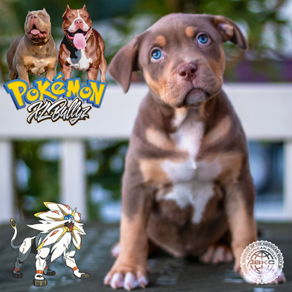 XL Bully puppy Solgado — 2nd pick female, chocolate tricolor coat with white streak above nose, daughter of Xena and Monster Bully Kennel Apollo