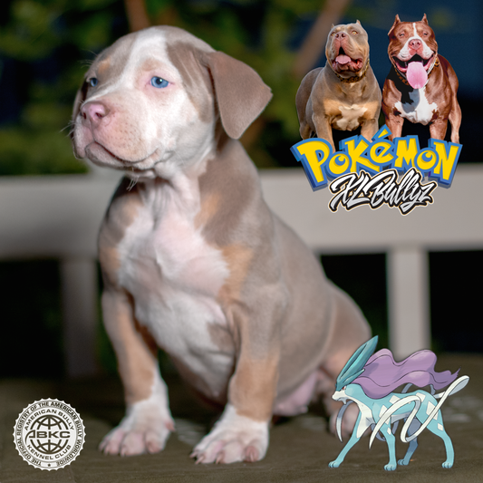 XL Bully puppy Suicune — lilac tricolor female with rare coat, daughter of Xena and Monster Bully Kennel Apollo