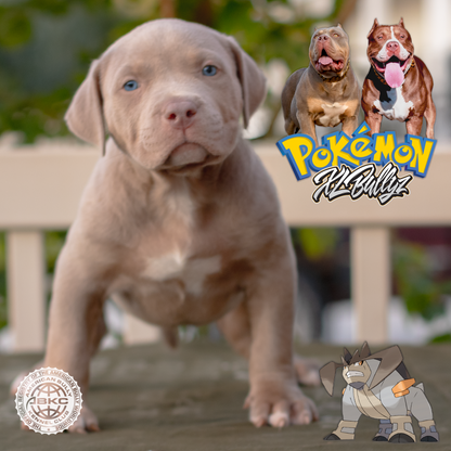 XL Bully puppy Terrakion — top pick male with wide chest and strong bone, Merle/Tri coloring, son of Xena and Monster Bully Kennel Apollo