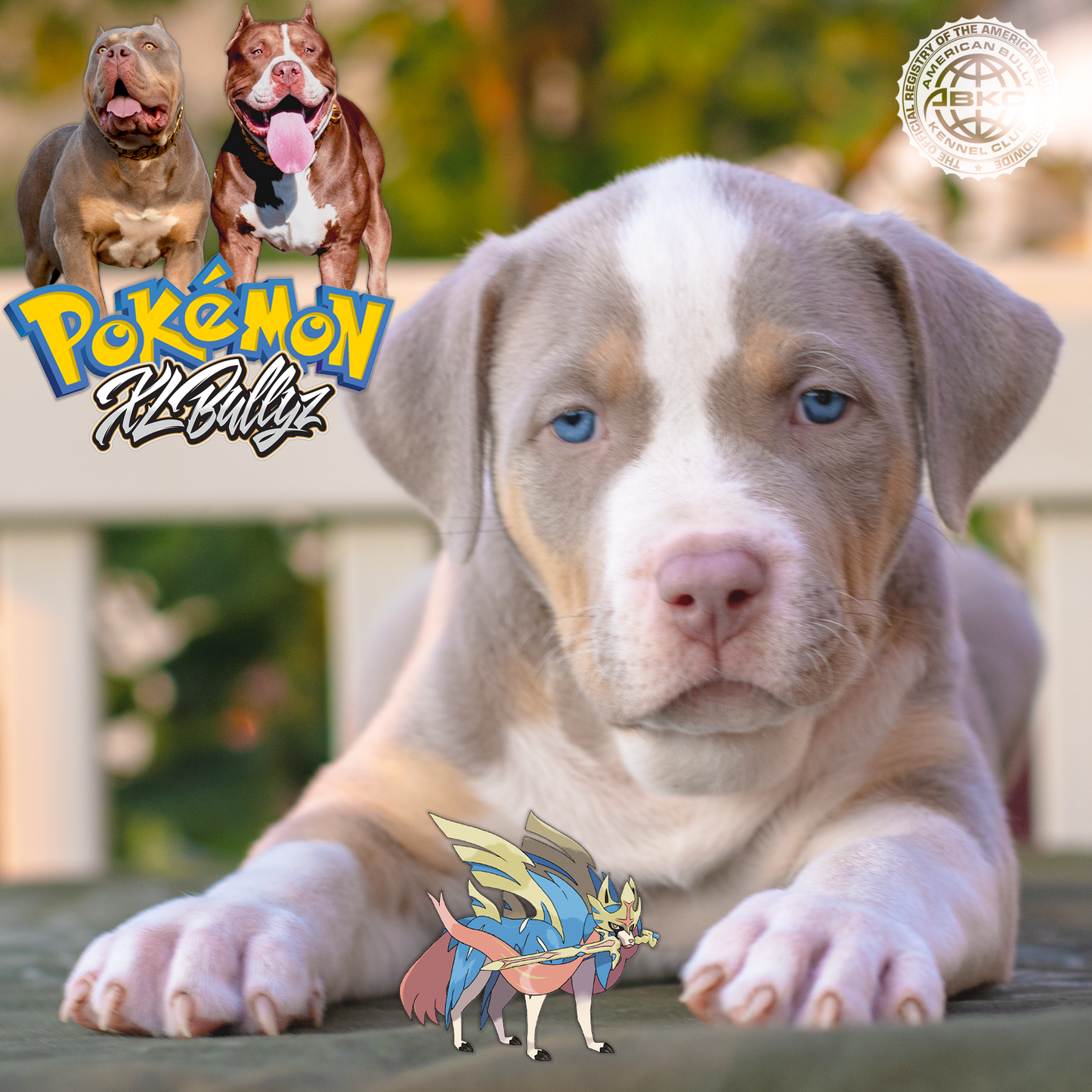 XL Bully puppy Zacian — rare lilac tricolor female, elegant structure and balanced frame, daughter of Xena and Monster Bully Kennel Apollo