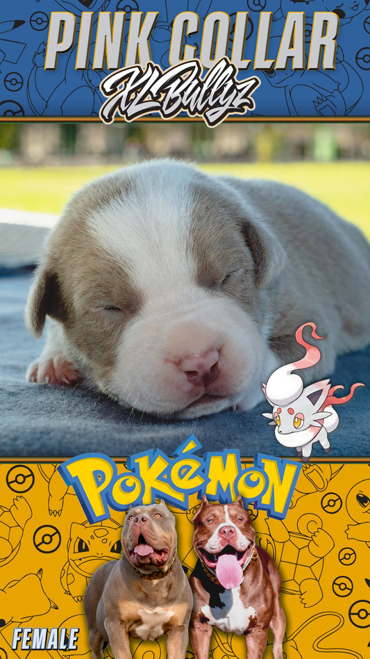 XL Bully puppy Zora — masked lilac tricolor female with rare markings, daughter of Xena and Monster Bully Kennel Apollo