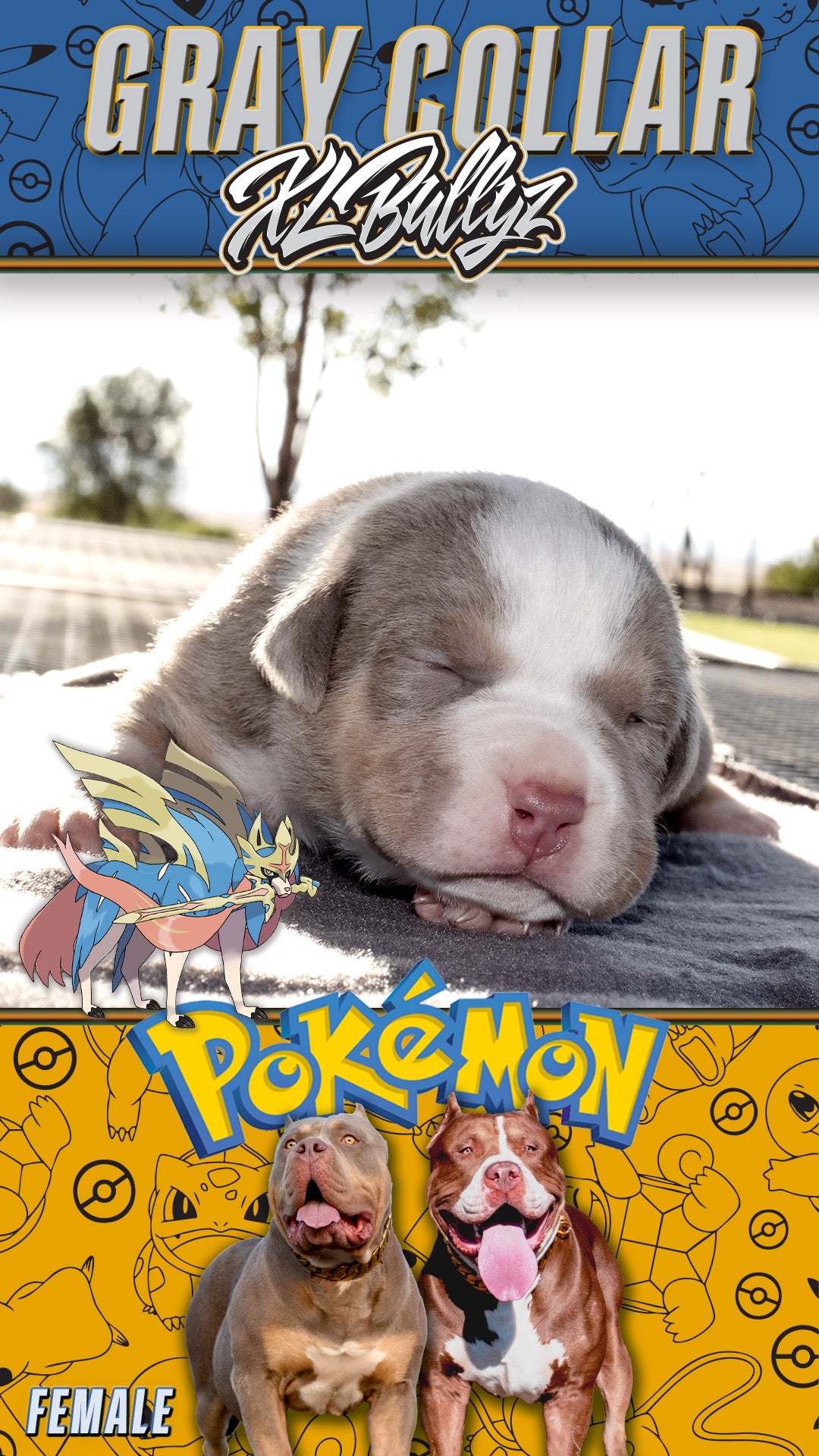 XL Bully puppy Zacian — rare lilac tricolor female, elegant structure and balanced frame, daughter of Xena and Monster Bully Kennel Apollo