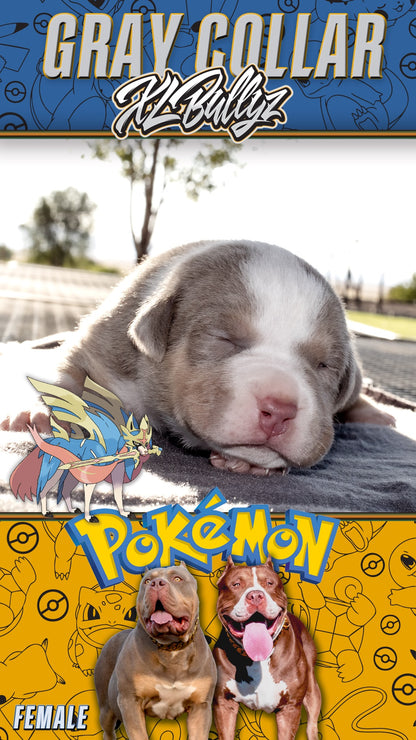 XL Bully puppy Zacian — rare lilac tricolor female, elegant structure and balanced frame, daughter of Xena and Monster Bully Kennel Apollo